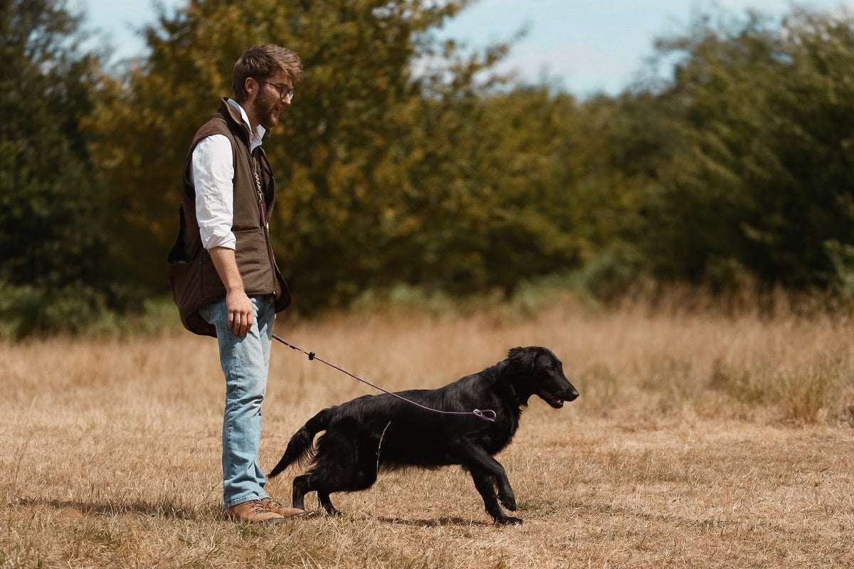 Signs Nutrition Is Not Meeting the Demands of Your Working Dog