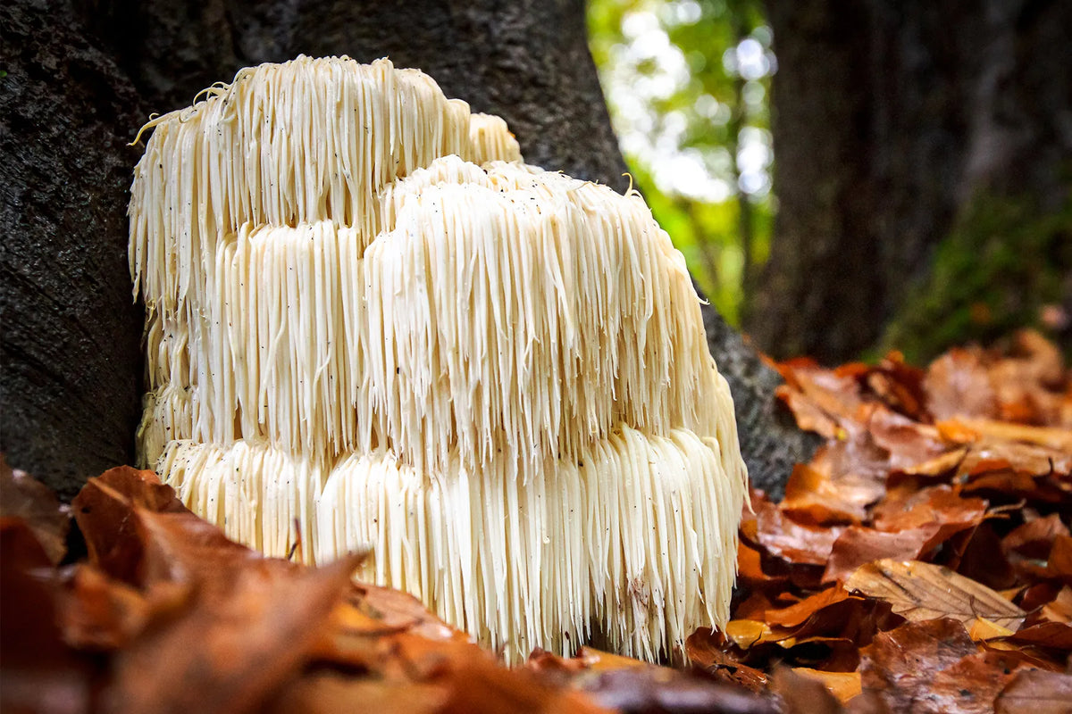Lion's Mane: What Does the Research Really Show?