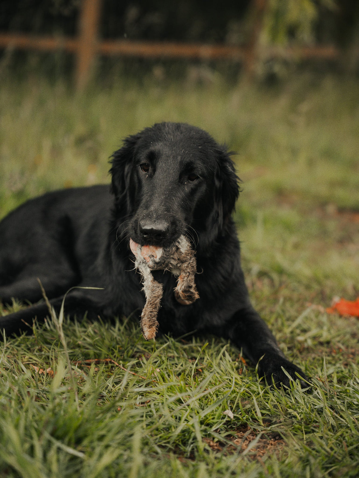 Supporting Your Dog After Toxin Exposure: The Role of Nutrition