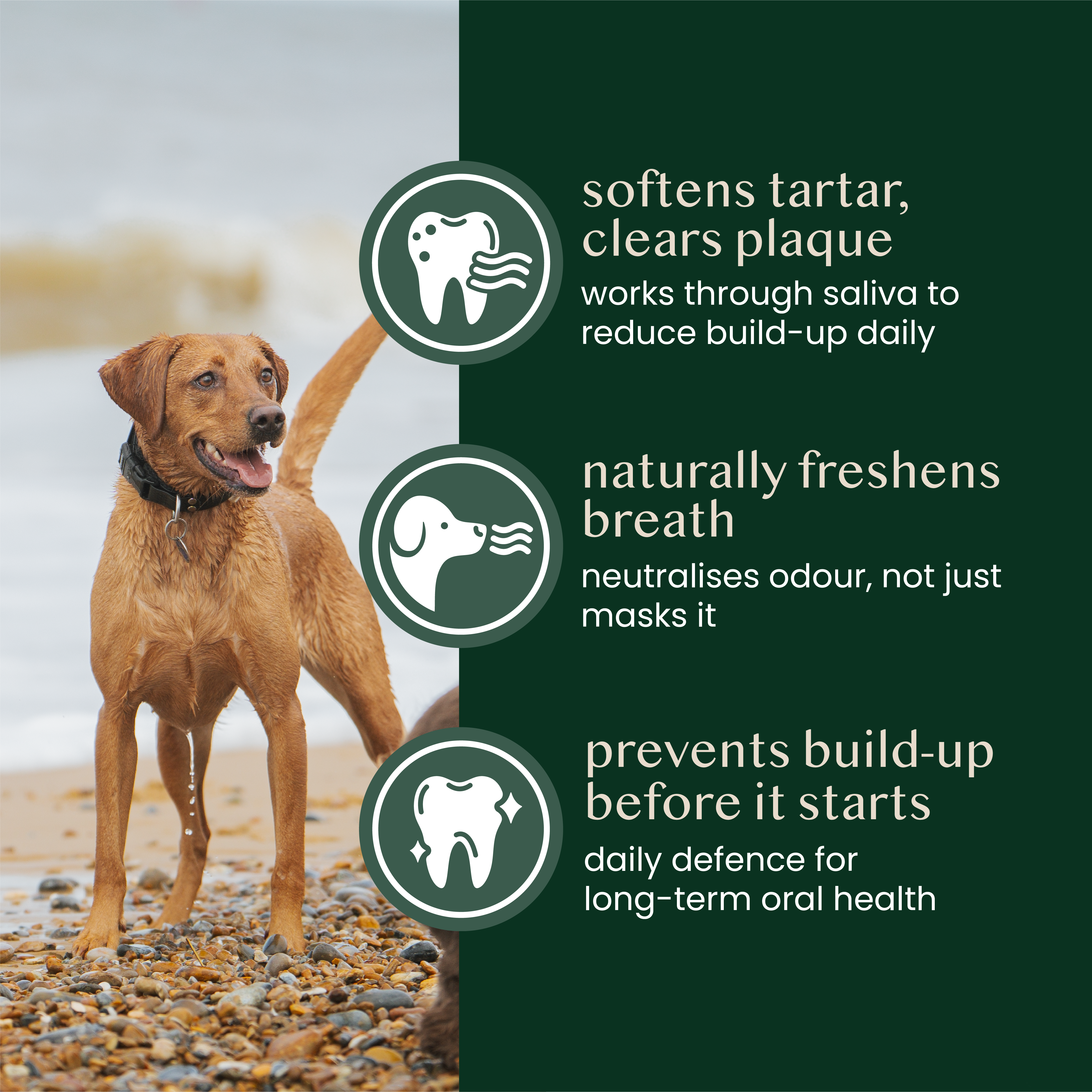 natural kelp seaweed powder for dogs & cats - Fettle