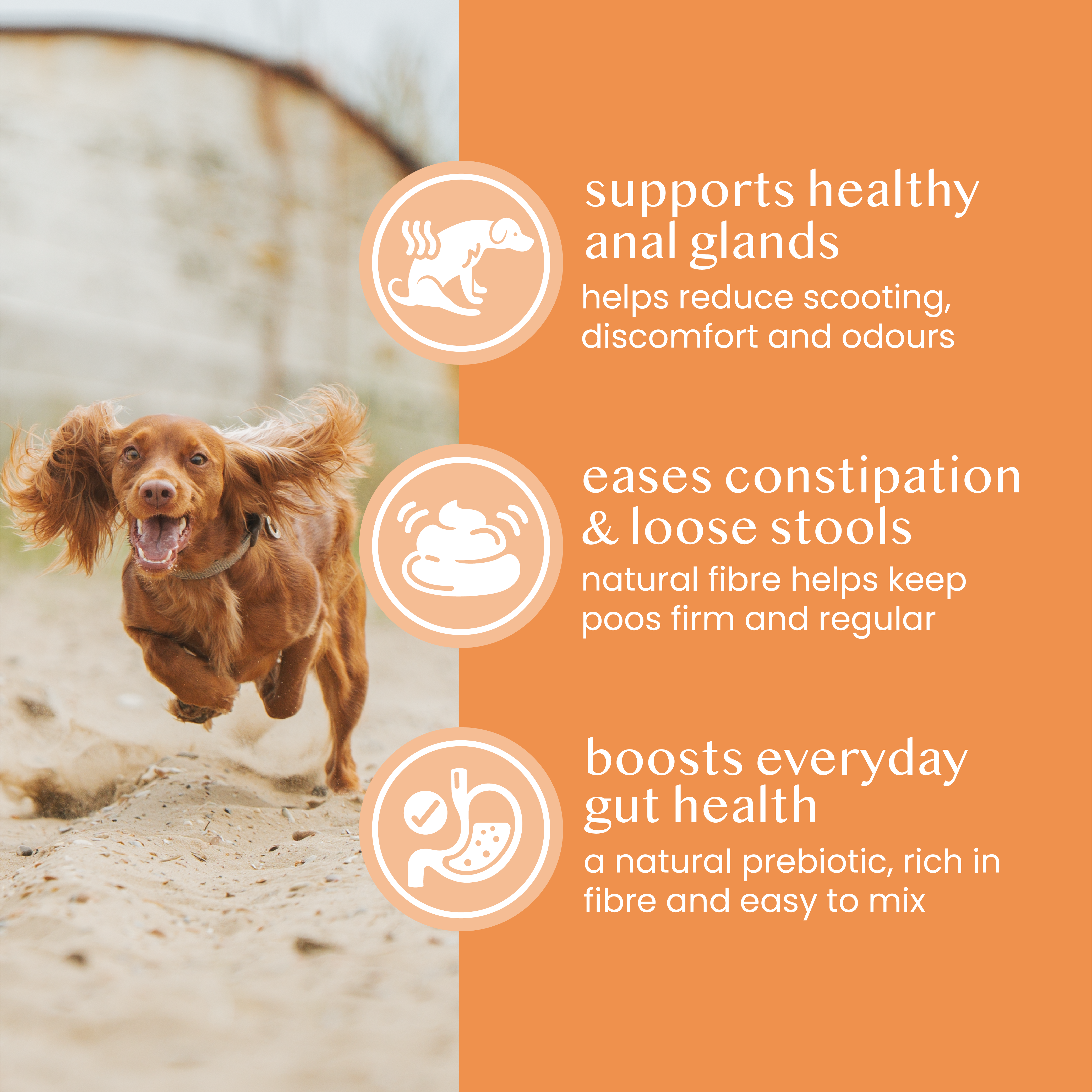 pure pumpkin powder for dogs & cats - Fettle