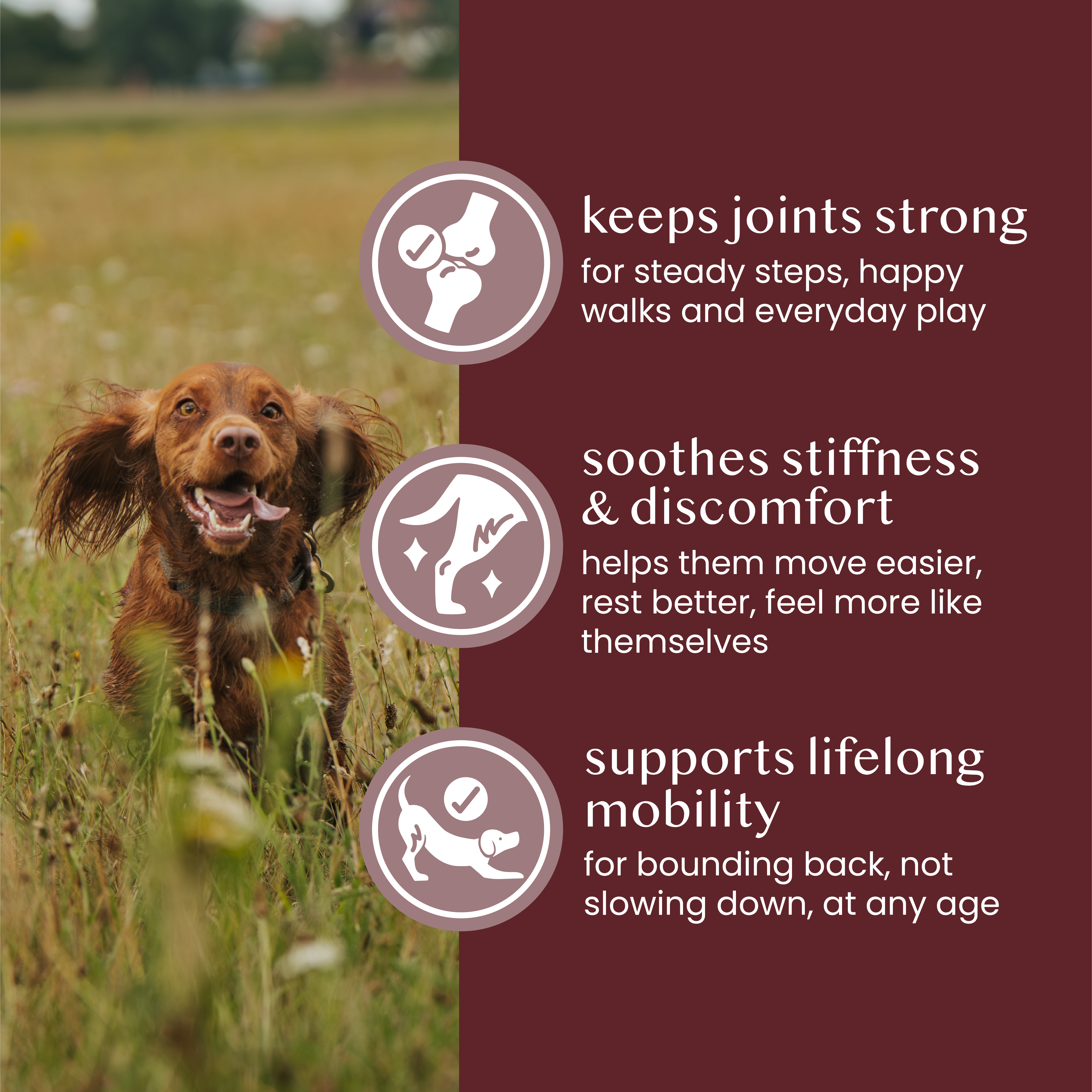 Gundog Bundle - Fettle