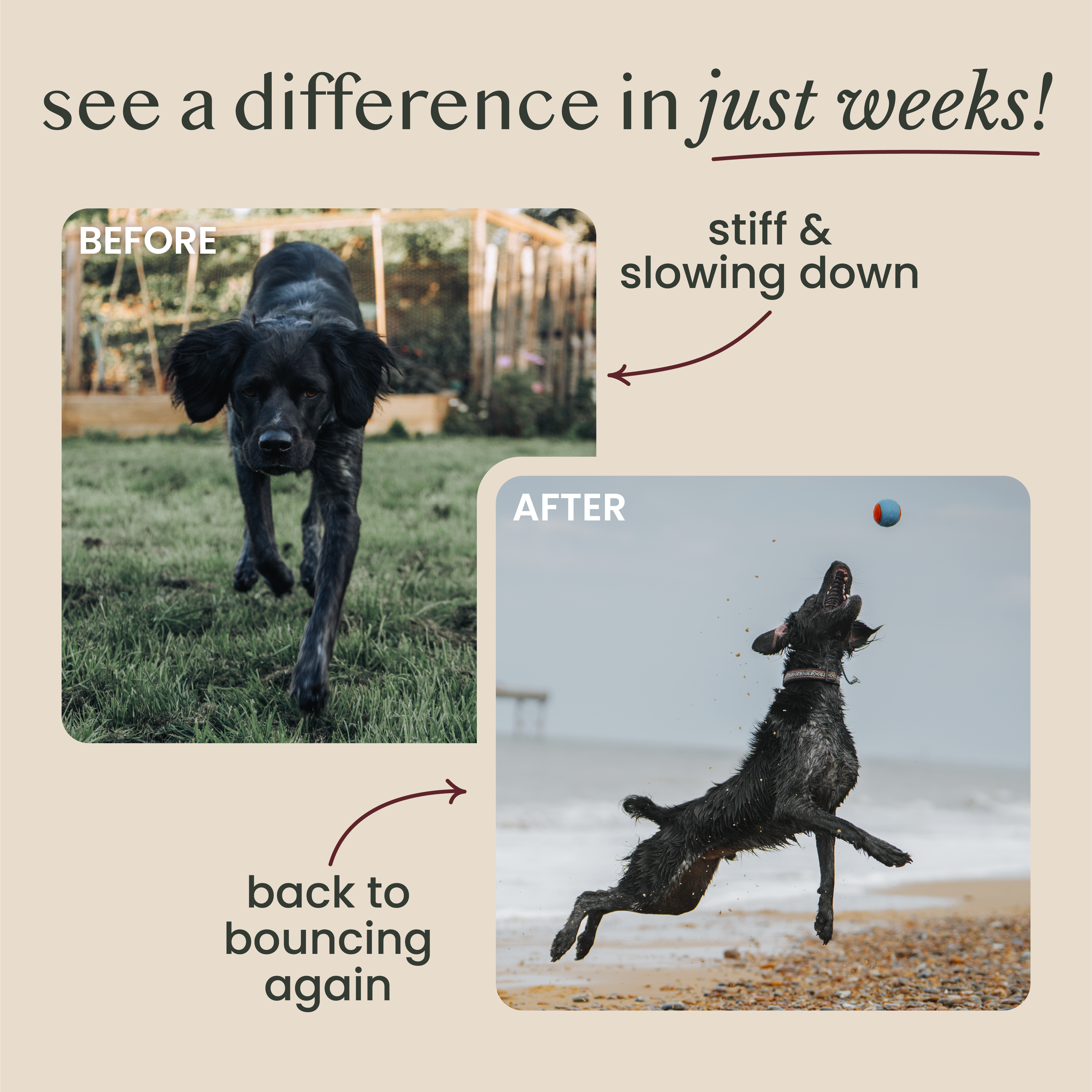 natural & wholefood pure joint support for dogs - Fettle
