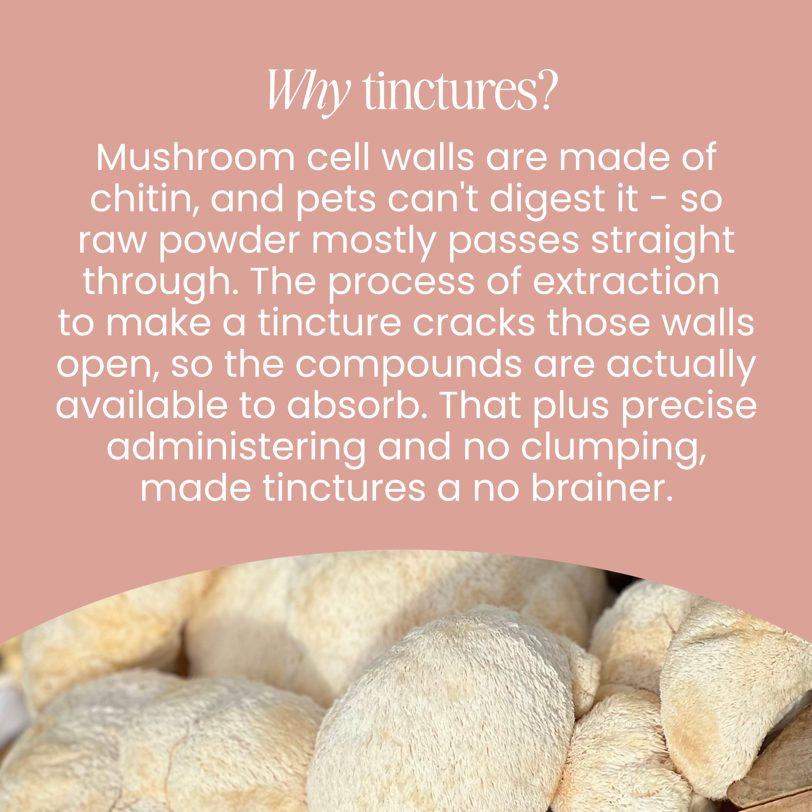 Lion's Mane Mushroom Tincture