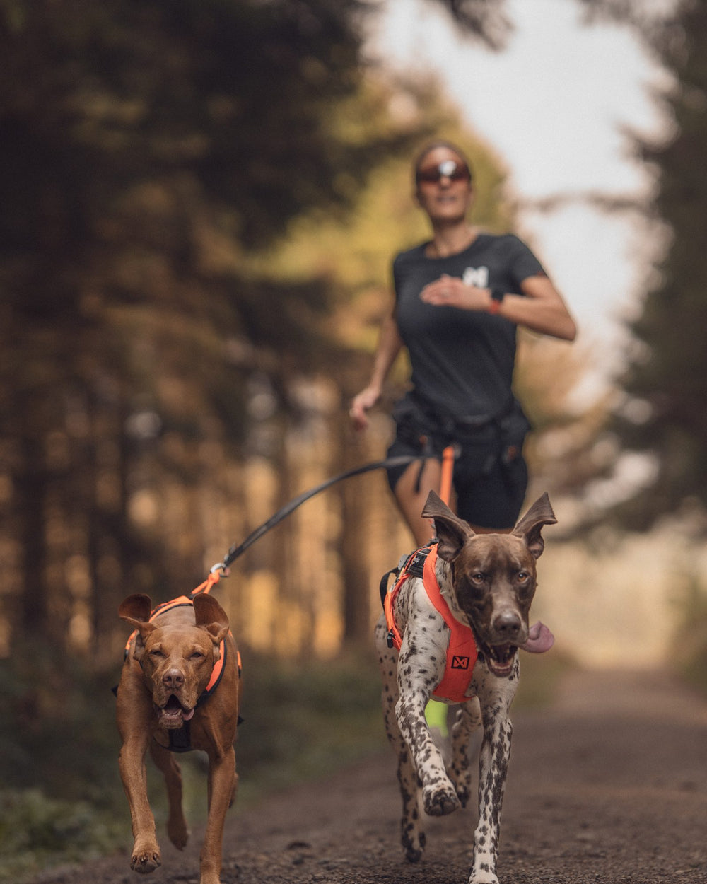 Becky running a forest track with her two dogs out front in harness