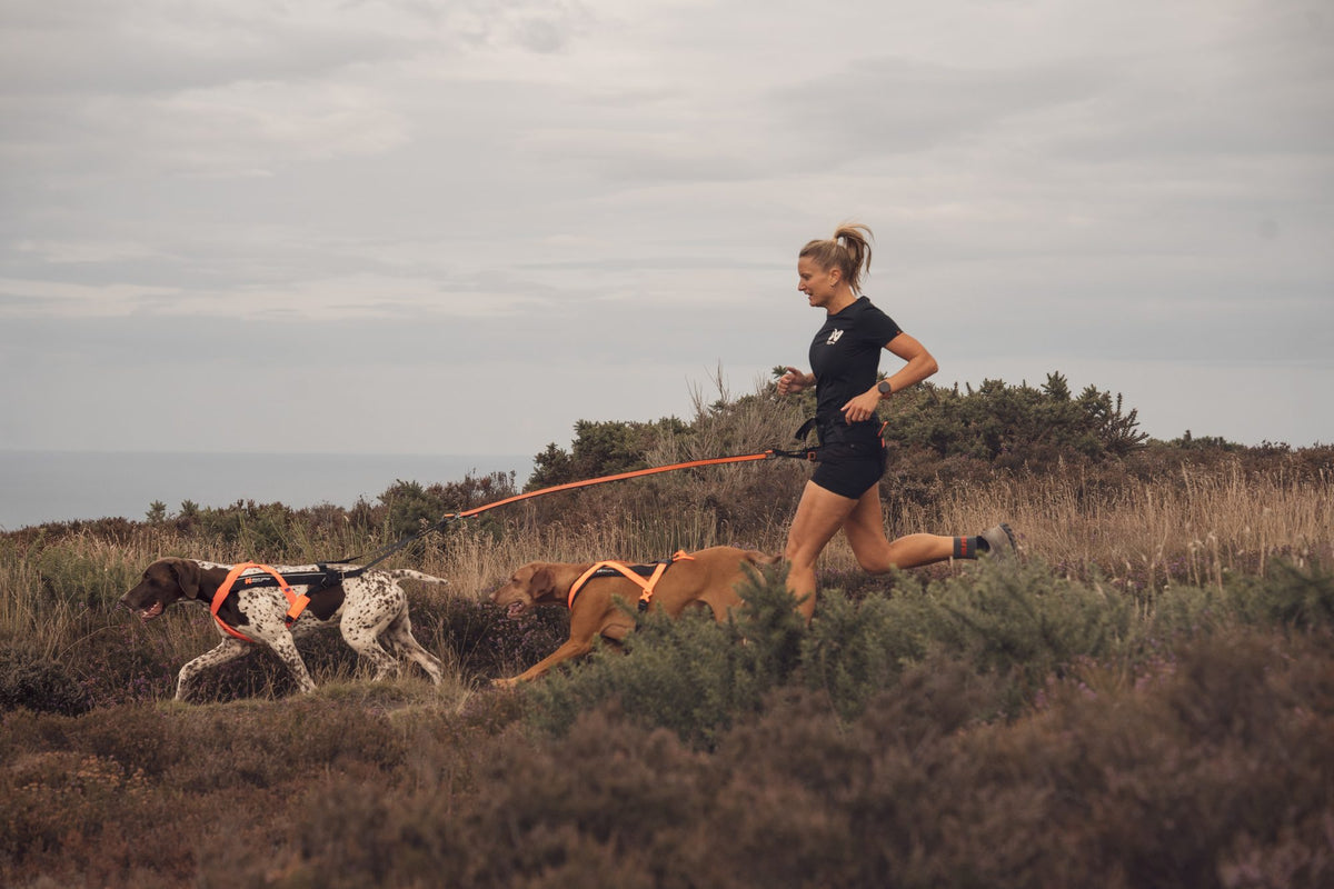 Runner with two dogs crossing heather moorland
