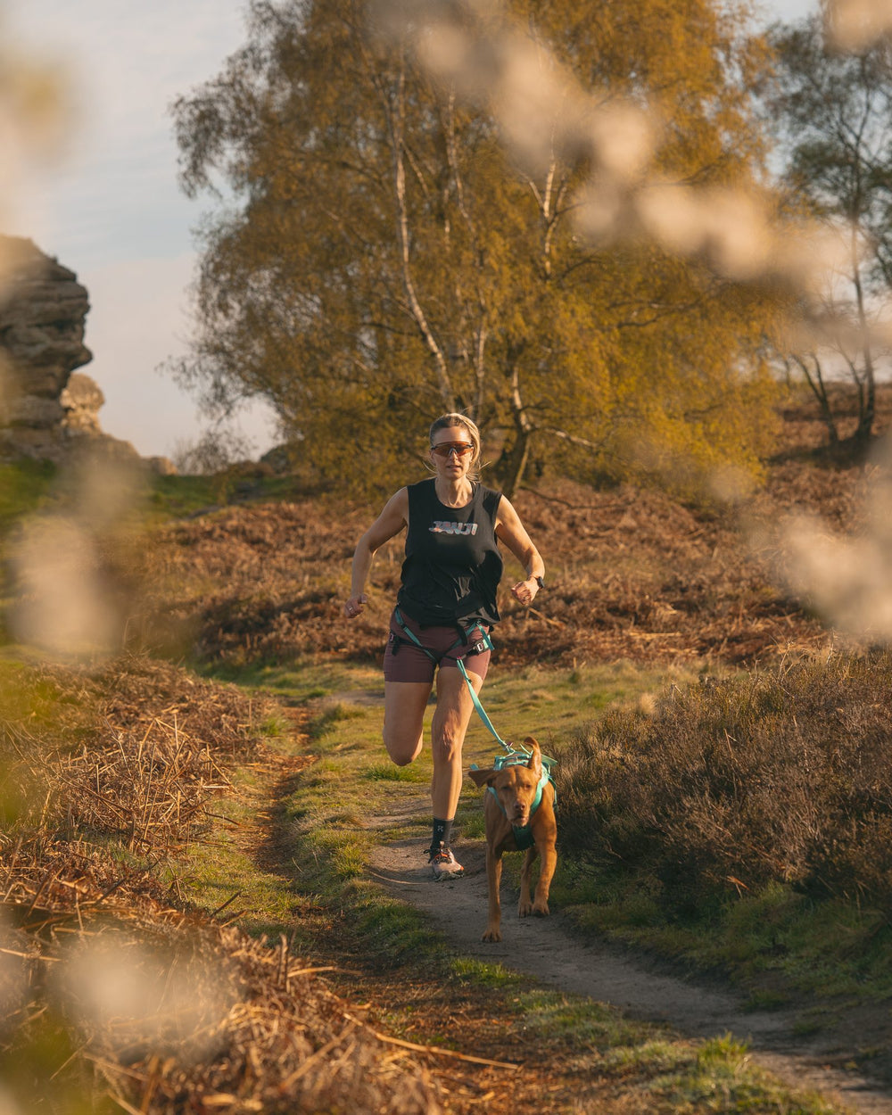 Canicross runner and vizsla on a heather path