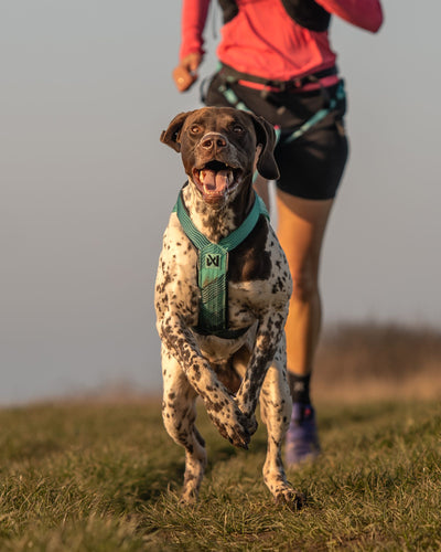 Spotted pointer running towards the camera on a canicross line