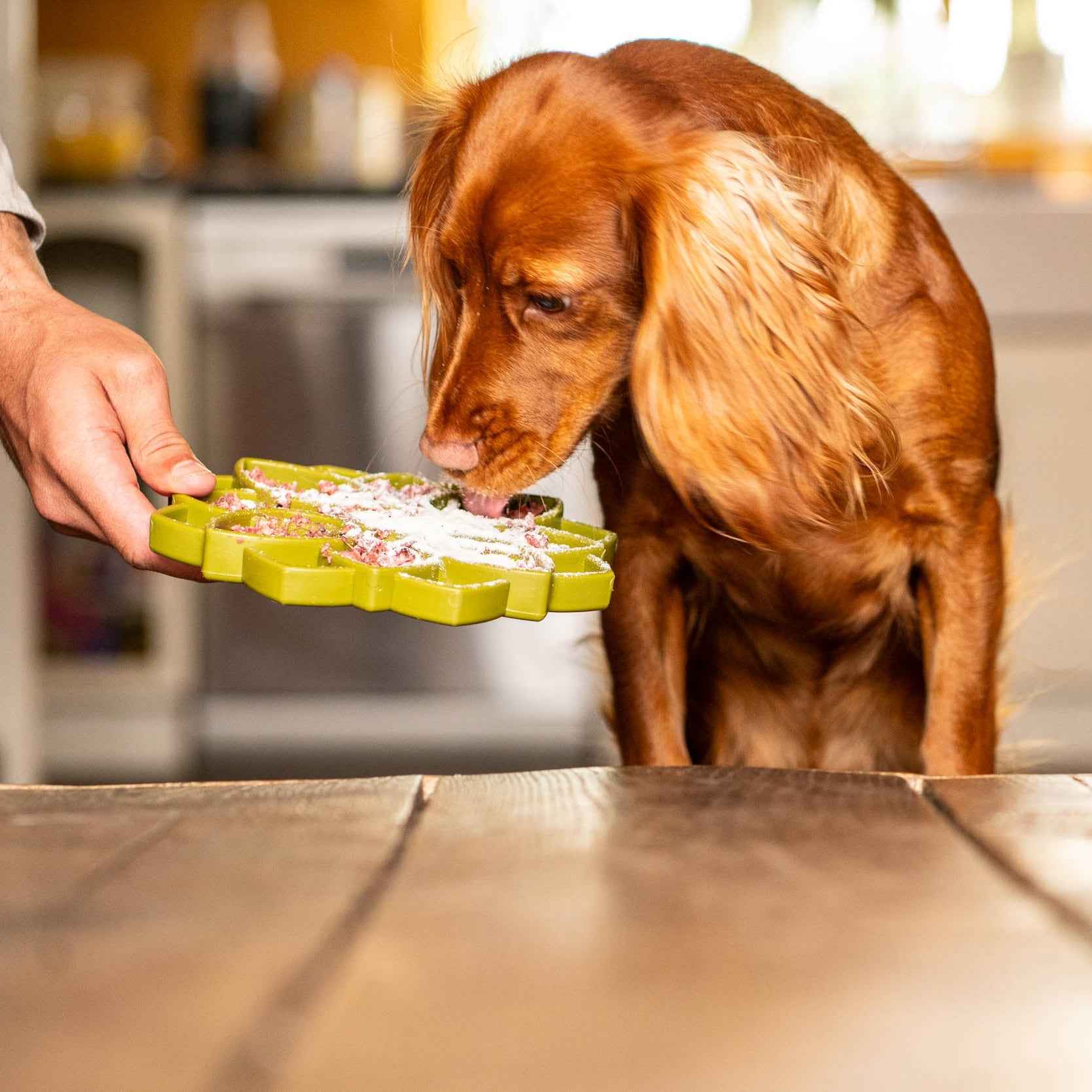 whole goats milk powder for dogs & cats