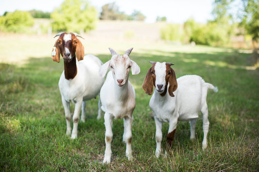 why single-origin matters in pet supplements - Fettle