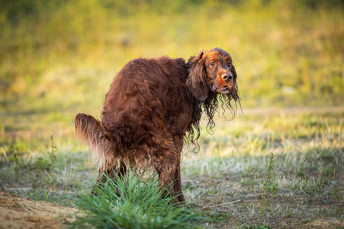 Natural Ways to Help Your Dog Express Anal Glands: A Holistic Approach