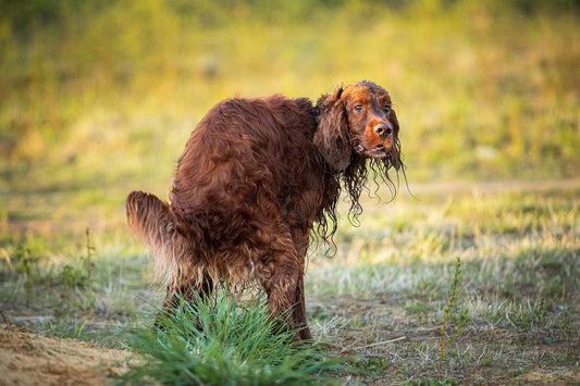 Natural Ways to Help Your Dog Express Anal Glands: A Holistic Approach - Fettle