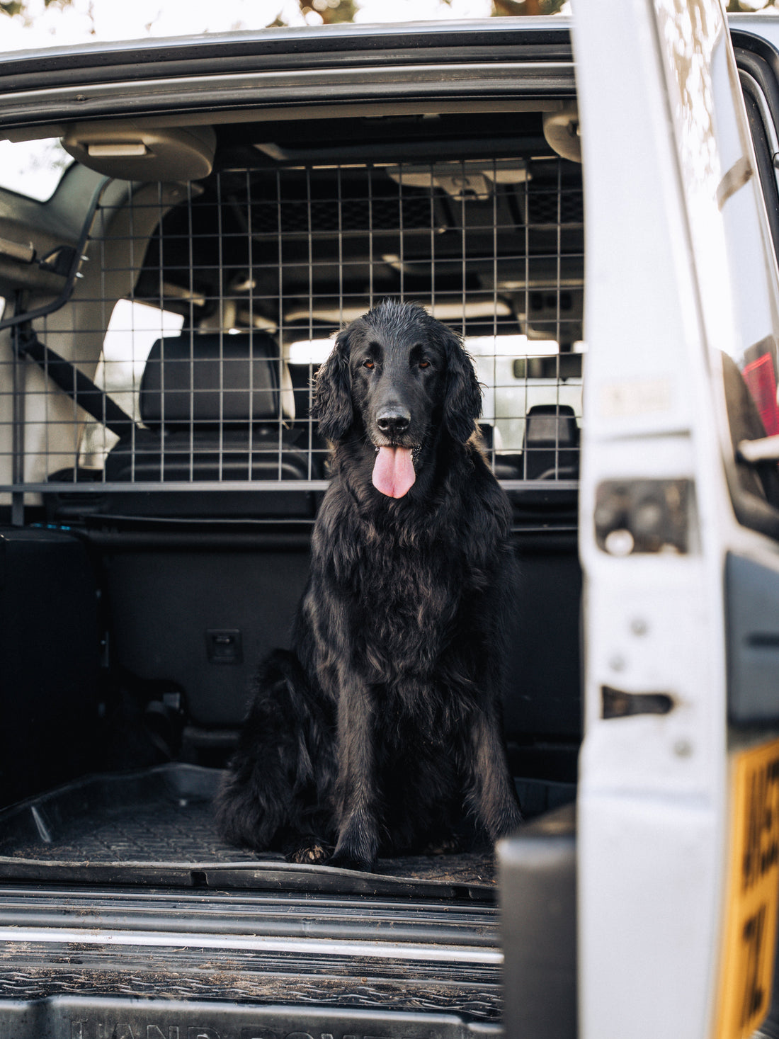 Digby the Flat Coated Retriever at ten years old, healthy and thriving after natural liver support