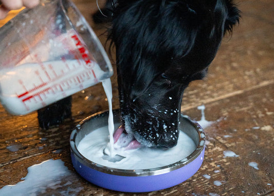 How Dogs Stay Cool: Understanding Canine Thermoregulation (By Lisa Hannaby-Aird)