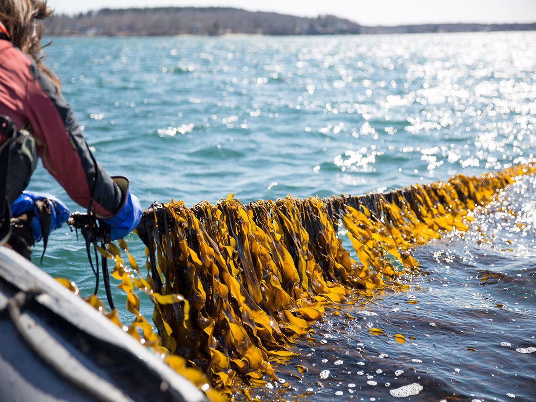 Natural Kelp Seaweed - Sourced from Scotland - For Dogs & Cats