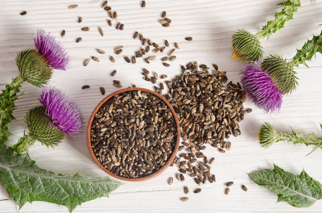 Milk Thistle Seed Powder: Nature’s Ultimate Liver Support for Dogs, Cats & Horses