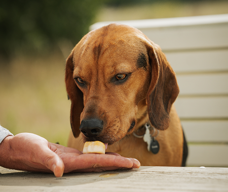 Nutrients for Eye Health in Dogs