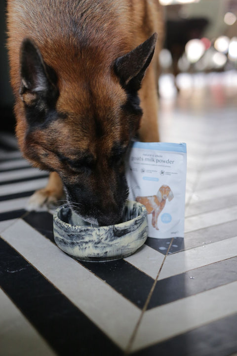 Why Some Dogs Don't Drink Enough (And How To Encourage Them To) (By Lisa Hannaby-Aird)