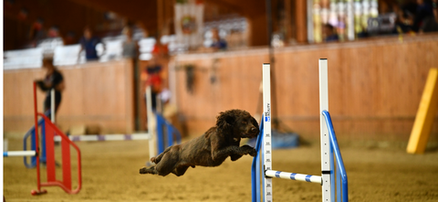 What Does the Working Dog Need?
