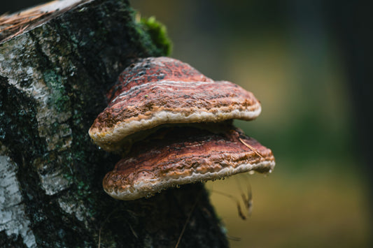Reishi: Why Scientists Are Interested in This Mushroom