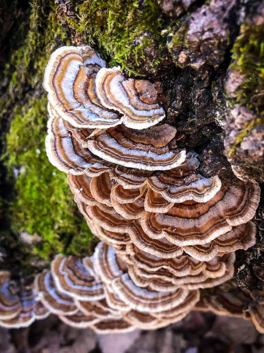 Turkey Tail: Why Are Scientists So Interested in This Mushroom?