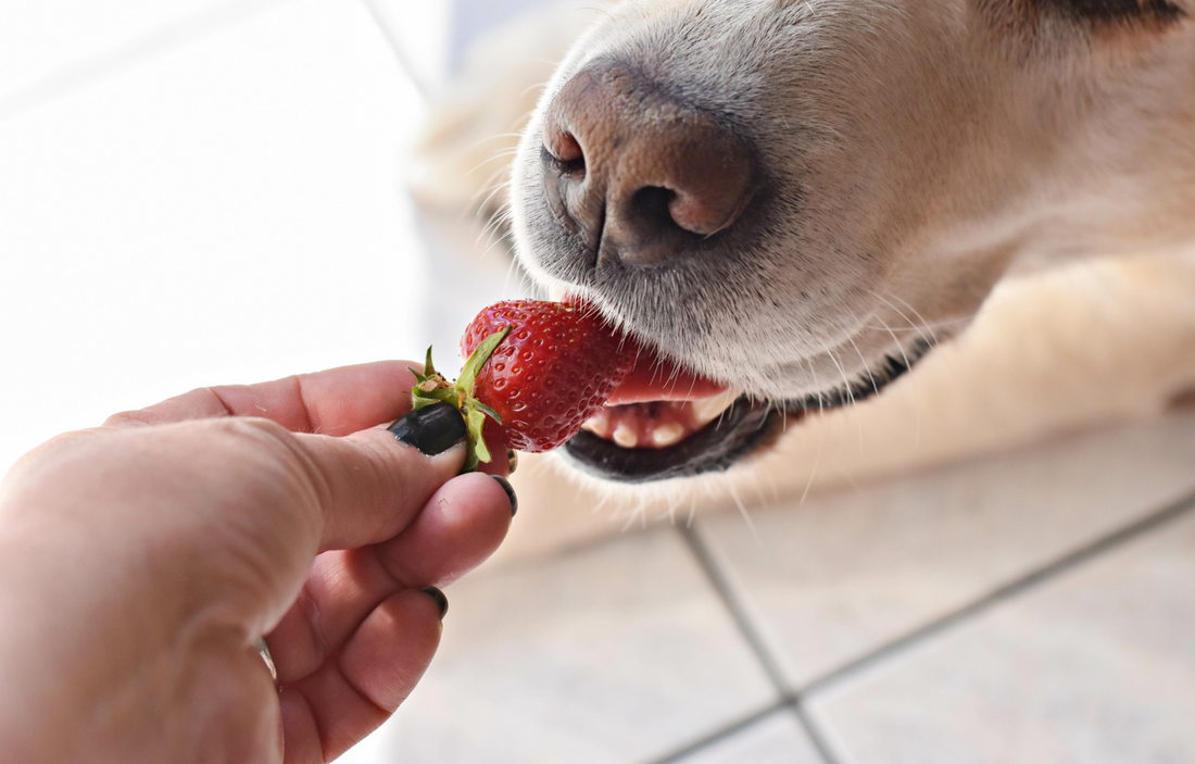 what fruits can dogs eat?