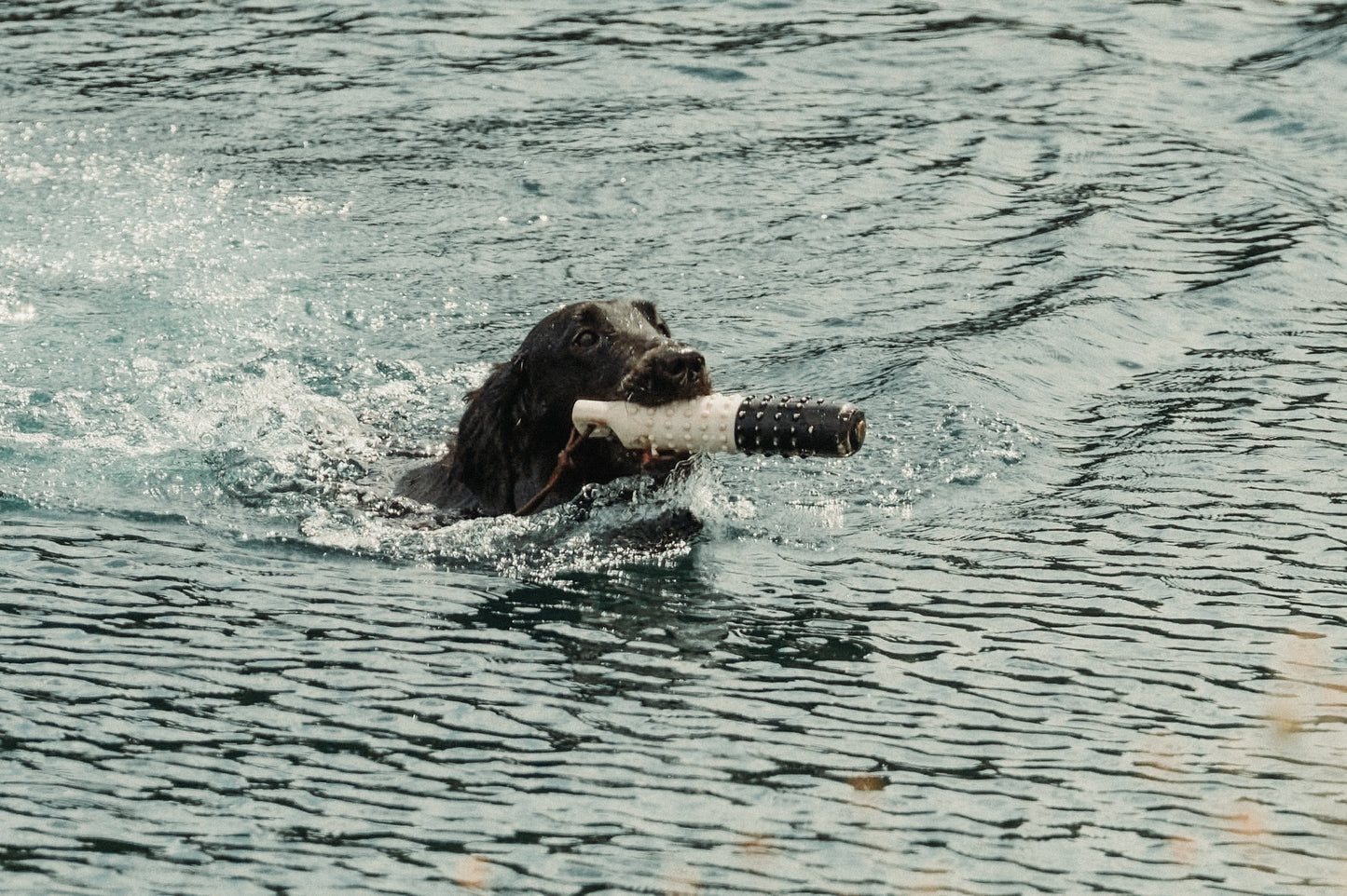 Understanding and Fulfilling Your Pet Retriever