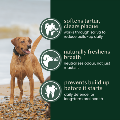natural kelp seaweed powder for dogs & cats - Fettle