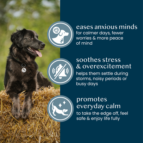 pure & gentle calming support powder-offer - Fettle