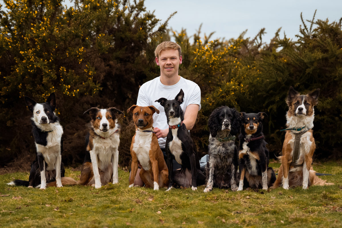 Ready, Set, Recover: Warm-Ups and Cool-Downs for Dogs