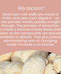 Lion's Mane Mushroom Tincture by Fettle, image 4 of 6