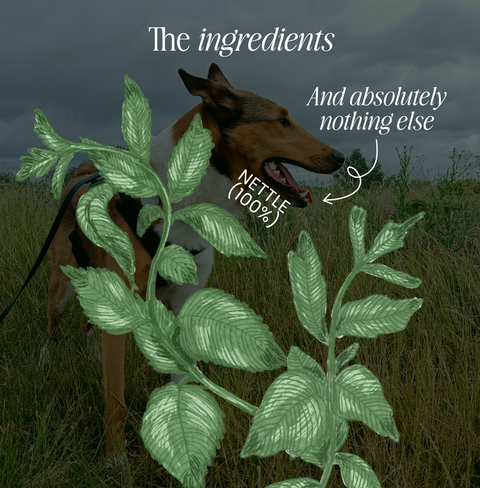 Nettle Powder - Allergy support for dogs by Fettle, image 4 of 6