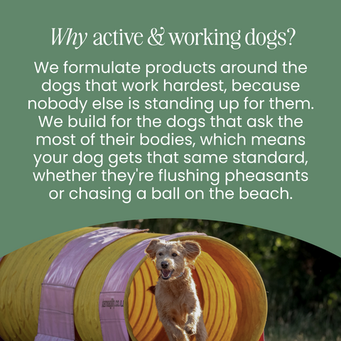 Nettle Powder - Allergy support for dogs by Fettle, image 6 of 6