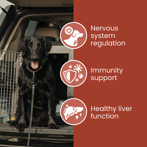 Reishi Mushroom Tincture by Fettle, image 2 of 6