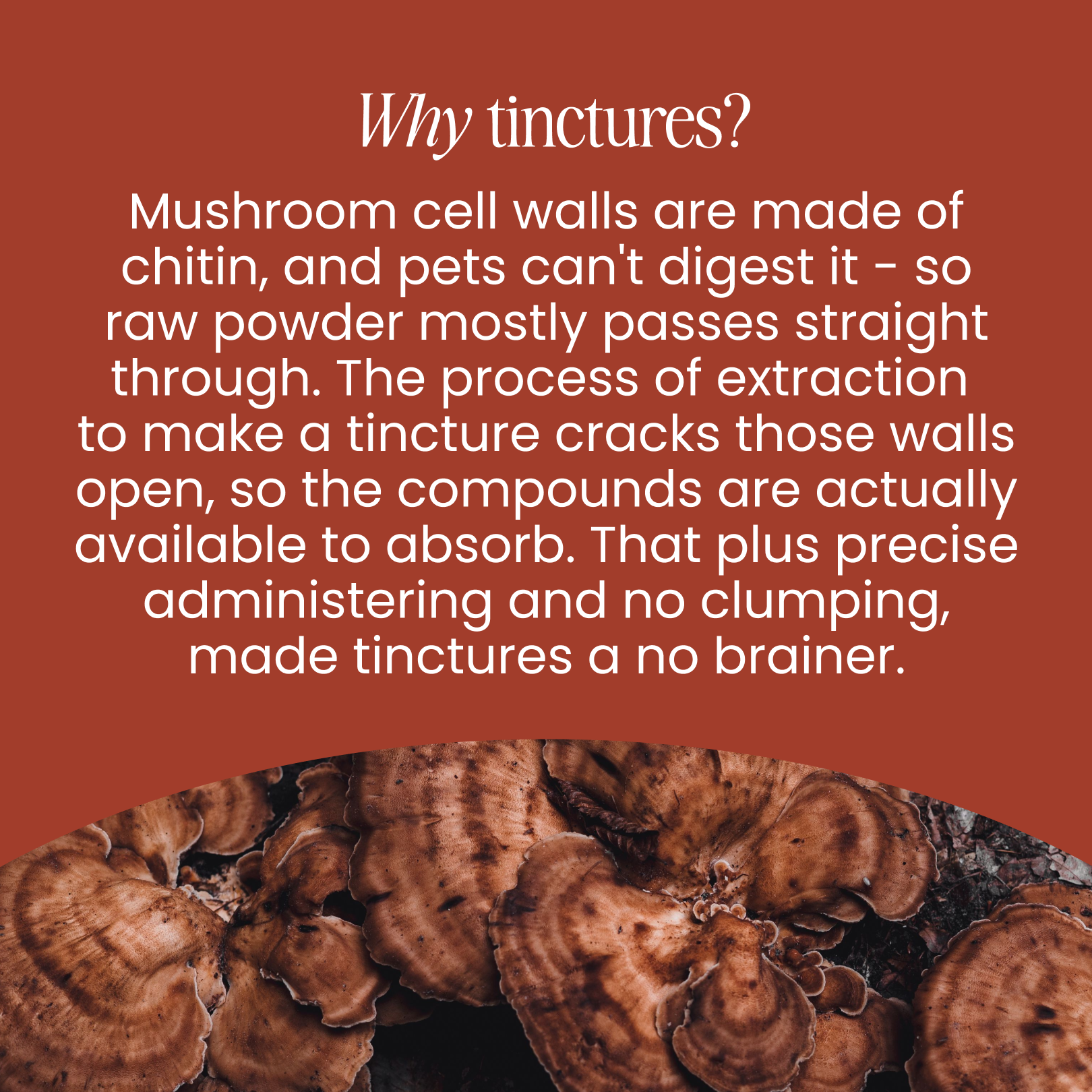 Reishi Mushroom Tincture