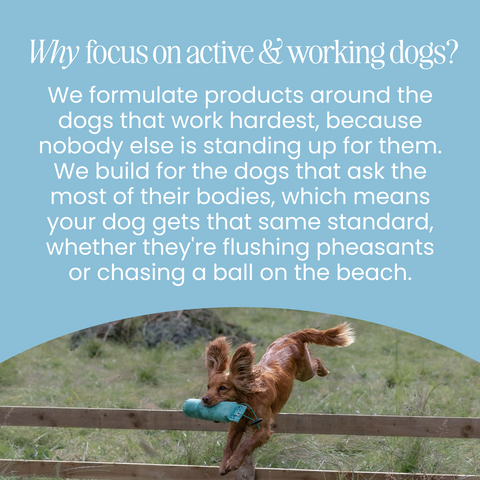 Replenish Powder - Hydration for dogs by Fettle, image 6 of 6