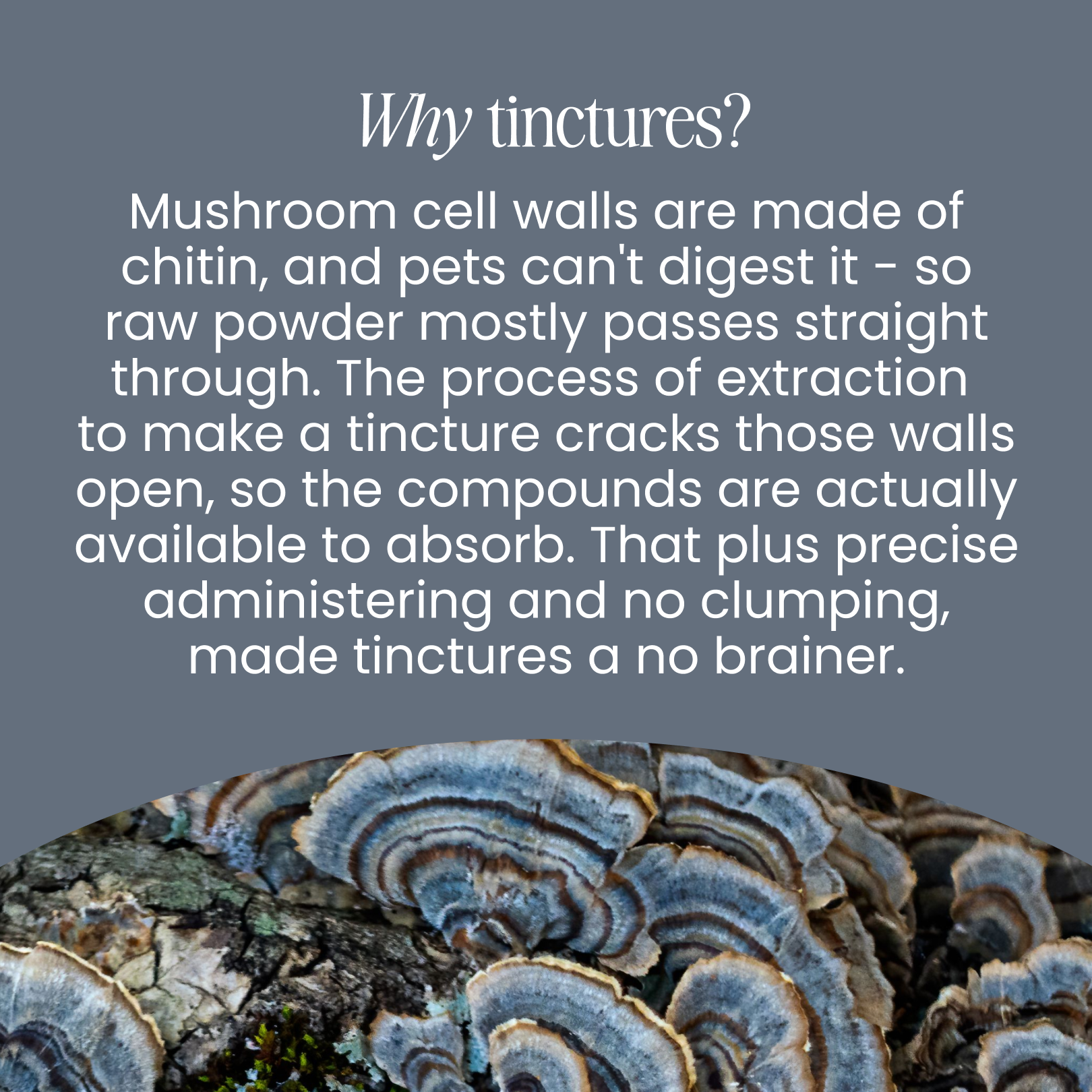 Turkey Tail Mushroom Tincture