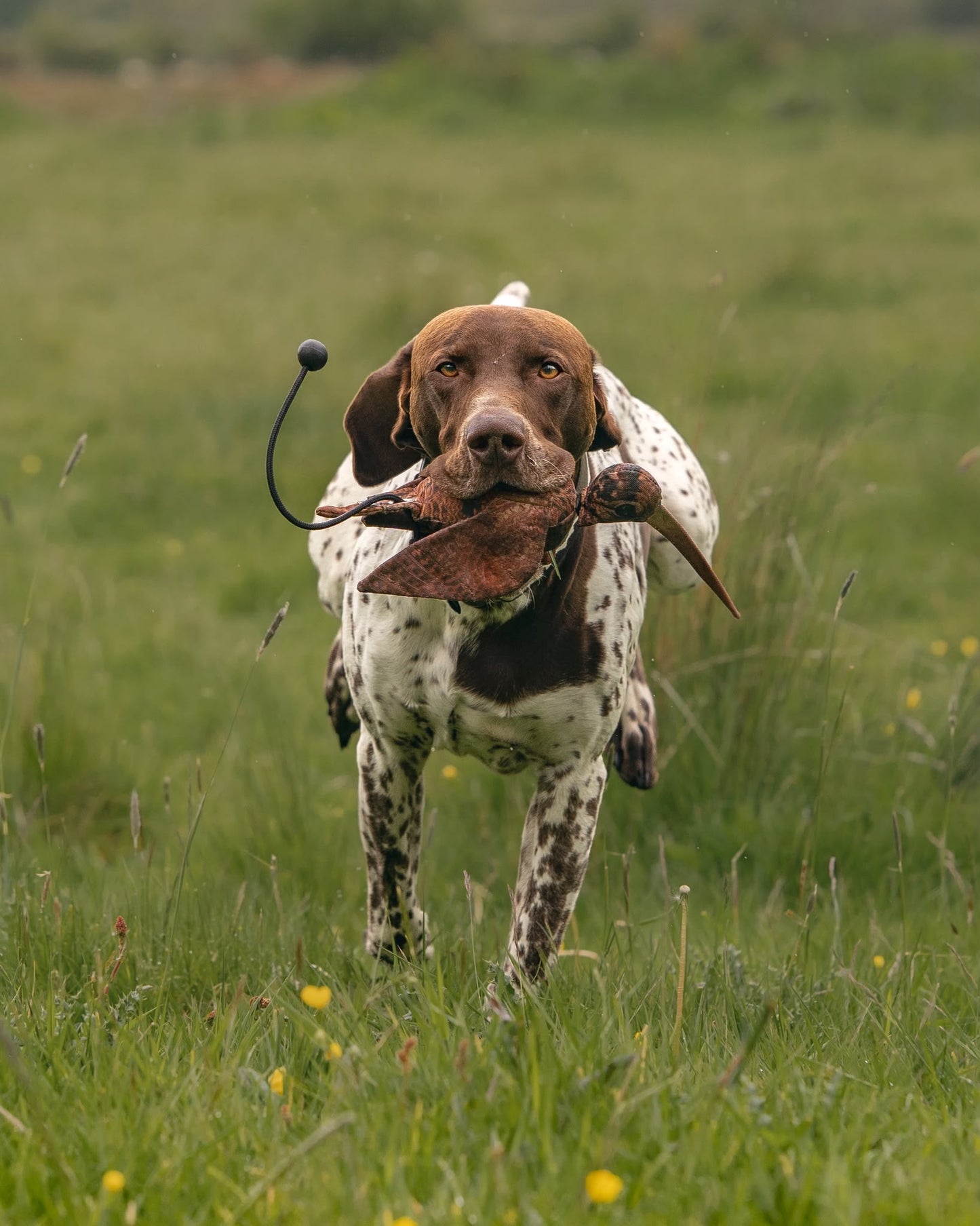 Understanding and Fulfilling Your Pet HPR