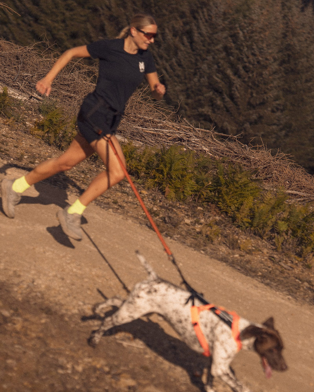 Runner and pointer on a canicross line, coming down a steep slope