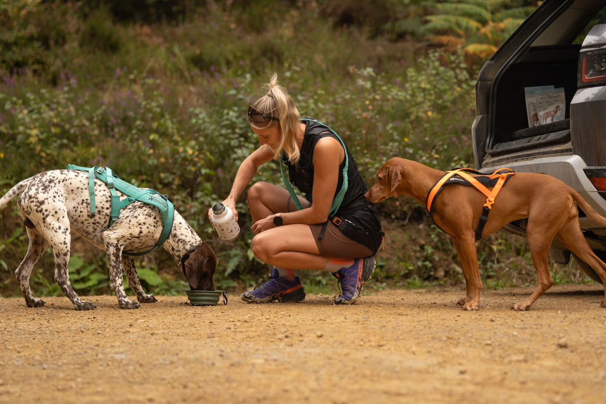 Canicross runner crouching to pour water into a bowl for her pointer, with a vizsla in harness waiting beside the car
