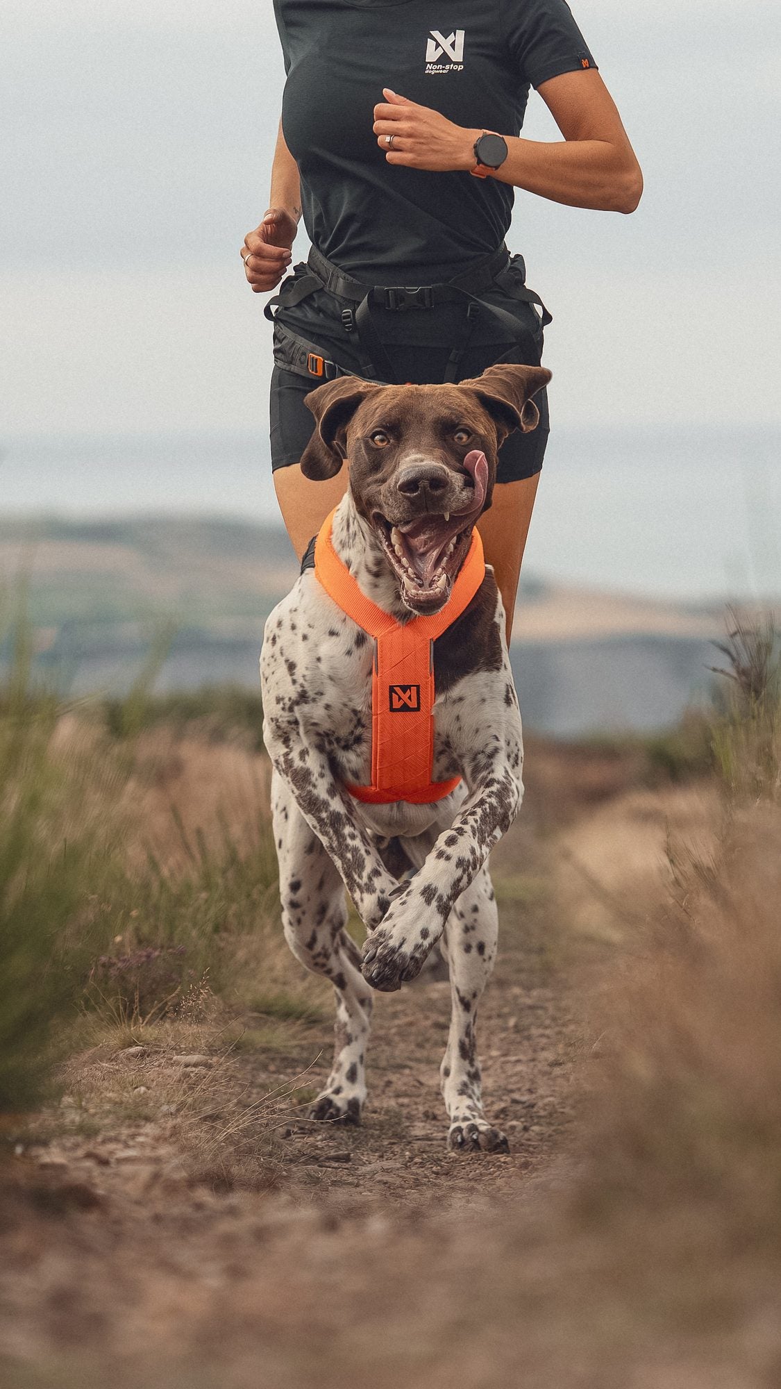 Pointer in an orange running harness leading a runner on a coastal trail
