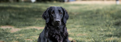 Black flat-coated retriever sitting on grass, looking at the camera