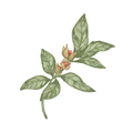 Ashwagandha (16%)