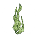 Kelp Seaweed (80%)