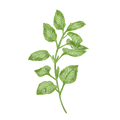 Lemon Balm (14%)