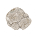 Organic Lion's Mane (fruiting body)