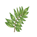 Neem Leaf (6%)