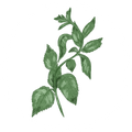 Nettle (100%)