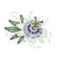 Passion Flower (22%)