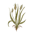 Psyllium Husk (14%)